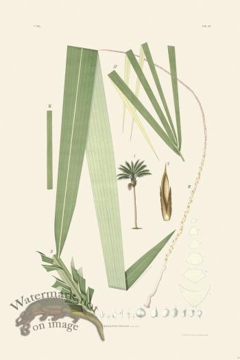 Rodrigues Palm Front 020